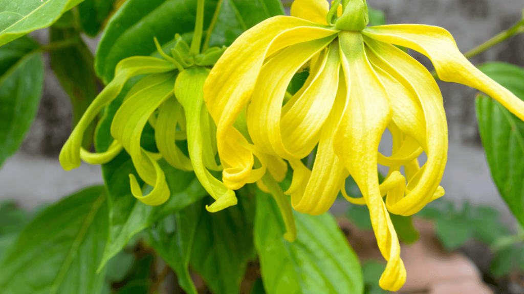 Eterično ulje Ylang Ylang 3 eterično ulje ylang ylang